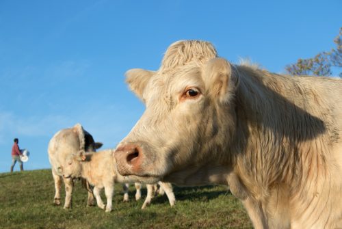 The Farm of Lozamies