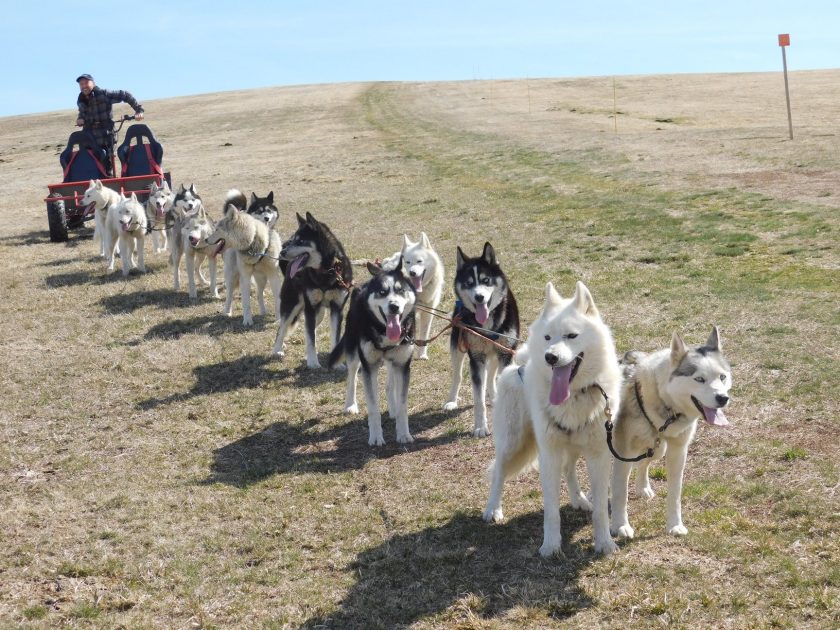 © Sled dogs and discovery tours - Taïga Aventure - Avice