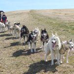 © Sled dogs and discovery tours - Taïga Aventure - Avice