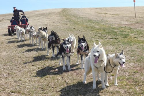 Sled dogs and discovery tours - Taïga Aventure