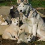 © Sled dogs and discovery tours - Taïga Aventure - Avice