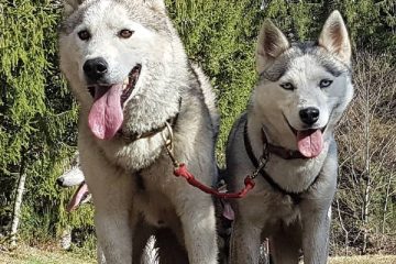 © Sled dogs and discovery tours - Taïga Aventure - Avice