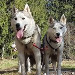 © Sled dogs and discovery tours - Taïga Aventure - Avice