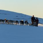 © Sled dogs and discovery tours - Taïga Aventure - Avice