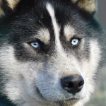 © Sled dogs and discovery tours - Taïga Aventure - Avice