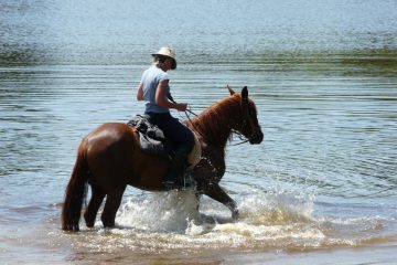 © Equestrian Centre - Aya'Cheval - Brunet