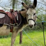 © Donkey rides - La Ferme de la Marinette - Marine Bellumori