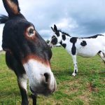 © Donkey rides - La Ferme de la Marinette - Marine Bellumori