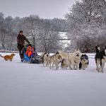 © Sled dogs and discovery tours - Taïga Aventure - Avice