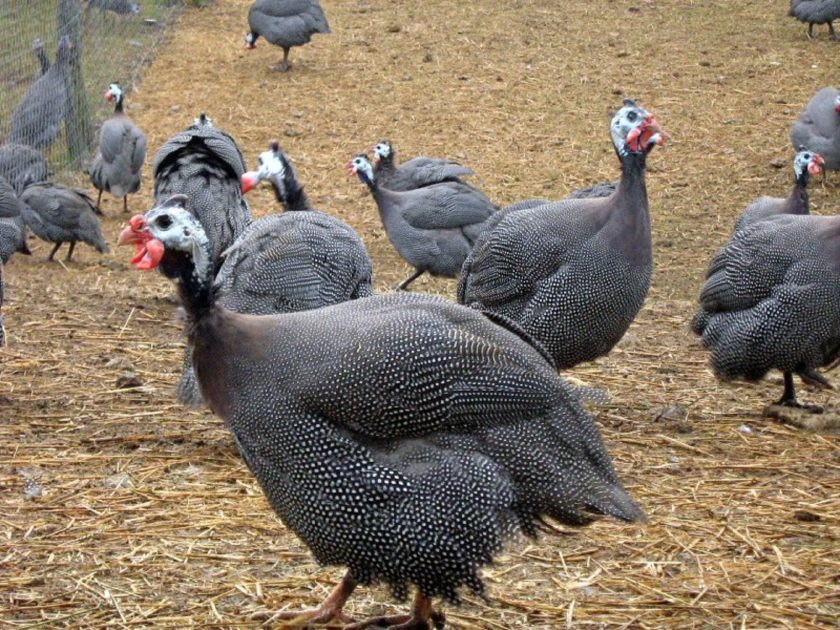 © Fournier Labonne Farm - Ferme Fournier Labonne