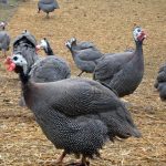 © Fournier Labonne Farm - Ferme Fournier Labonne