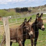 © Donkey rides - La Ferme de la Marinette - Combrailles Auvergne Tourisme