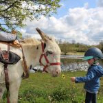 © Donkey rides - La Ferme de la Marinette - Combrailles Auvergne Tourisme