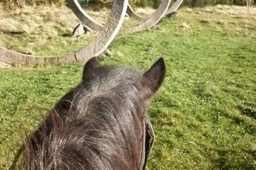 © Horse riding - La Ferme de la Marinette - La Ferme de la Marinette