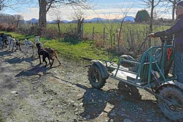 © Dogsled ride - Enola Sled Dogs - JF