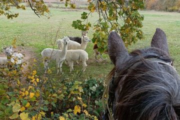 © Equestrian tourism - Ranch'O'Palles - GROSLIER Alain