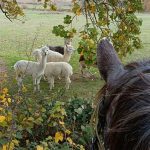 © Equestrian tourism - Ranch'O'Palles - GROSLIER Alain