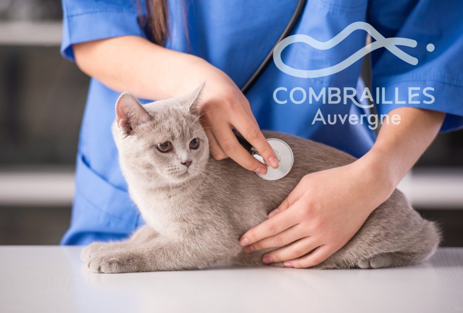 © Veterinary Clinic of Côtes de Combrailles - Canva