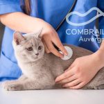 © veterinary clinic Pays de Menat - Canva