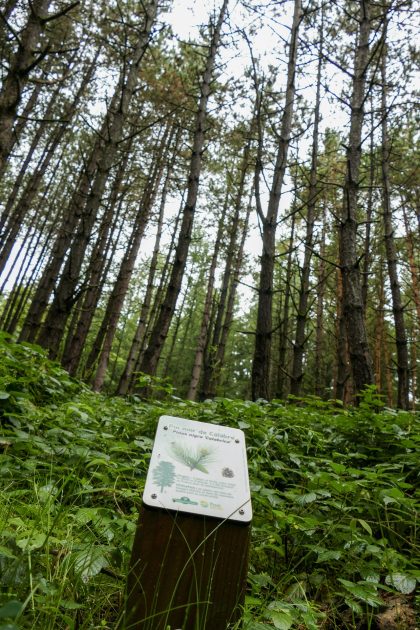 © Arboretum of the Wood des Brosses - Hélène Viennet