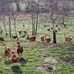 © Fournier Labonne Farm - FERME FOURNIER LABONNE