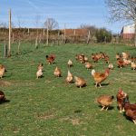 © Fournier Labonne Farm - FERME FOURNIER LABONNE