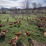 © Fournier Labonne Farm - FERME FOURNIER LABONNE