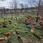 © Fournier Labonne Farm - FERME FOURNIER LABONNE