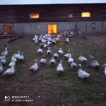 © Fournier Labonne Farm - FERME FOURNIER LABONNE