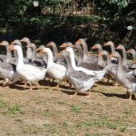 © Fournier Labonne Farm - FERME FOURNIER LABONNE