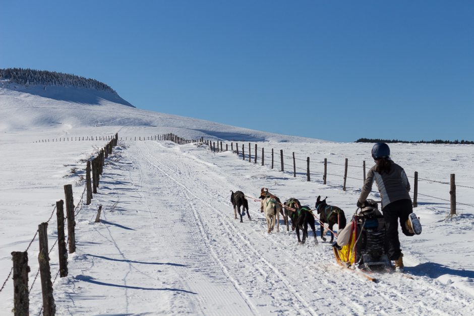 © Dogsled ride - Enola Sled Dogs - ESD