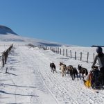 © Dogsled ride - Enola Sled Dogs - ESD