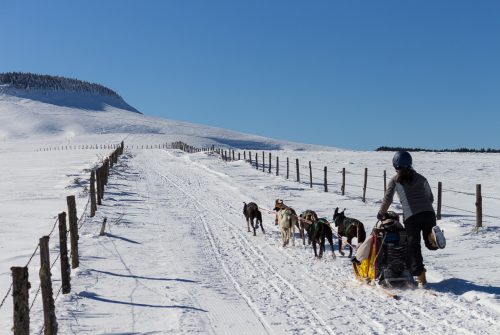 Dogsled ride - Enola Sled Dogs