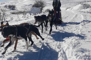 © Dogsled ride - Enola Sled Dogs - Faucher Juliette