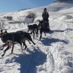 © Dogsled ride - Enola Sled Dogs - Faucher Juliette