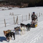 © Dogsled ride - Enola Sled Dogs - ESD