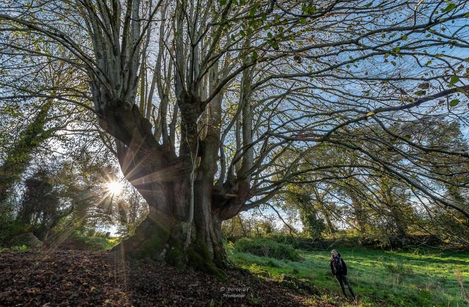 © The venerable Tilleul de la Combe droit and the little world of bocage - Bernard Rubod