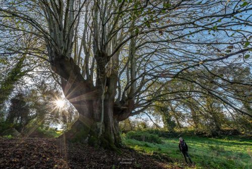 The venerable Tilleul de la Combe droit and the little world of bocage