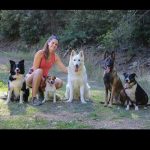 © Pension canine Ferme équestre Jolinka - Ferme équestre Jolinka