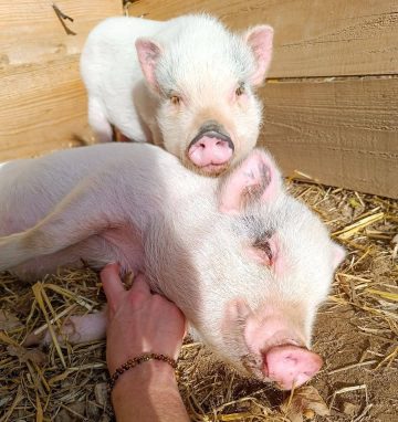 © The little farmer - apprentice breeder - Ferme équestre Jolinka