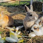 © The little farmer - apprentice breeder - Ferme équestre Jolinka