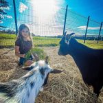 © The little farmer - apprentice breeder - Ferme équestre Jolinka