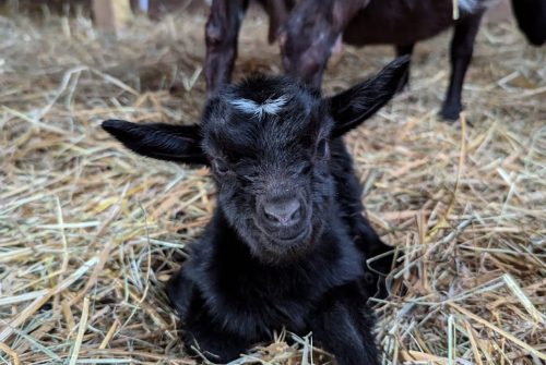 Educational farm - Les Amismaux de la forêt enchantée