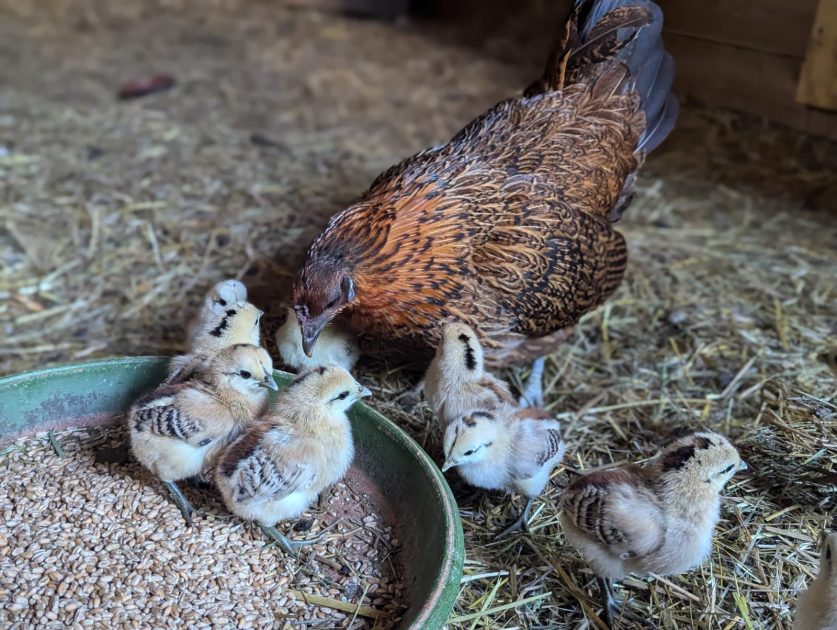 © Educational farm - Les Amismaux de la forêt enchantée - CAPAROS