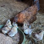 © Educational farm - Les Amismaux de la forêt enchantée - CAPAROS