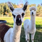 © Educational farm - Les Amismaux de la forêt enchantée - CAPAROS