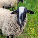 © Educational farm - Les Amismaux de la forêt enchantée - CAPAROS