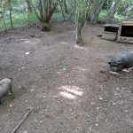 © Educational farm - Les Amismaux de la forêt enchantée - CAPAROS