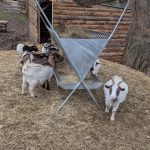 © Educational farm - Les Amismaux de la forêt enchantée - CAPAROS