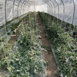 © Gardens of Saint Maigner - Blanchard